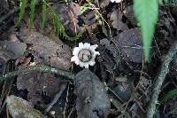 Geastrum saccatum image