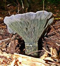 Lactarius indigo image