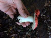 Russula californiensis image