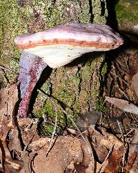 Ganoderma curtisii image