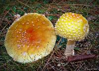 Amanita muscaria var. guessowii image