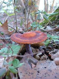 Ganoderma lucidum image