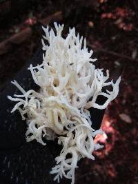 Ramariopsis kunzei image