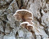 Schizophyllum commune image