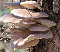 Pleurotus ostreatus image