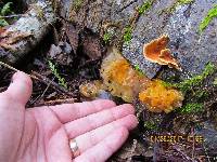 Tremella aurantia image