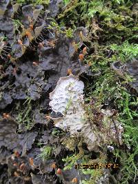 Peltigera membranacea image