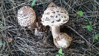 Chlorophyllum brunneum image