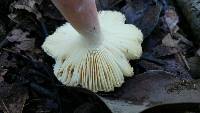 Russula olivacea image