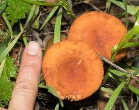 Lactarius rubidus image