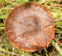 Cortinarius thiersii image