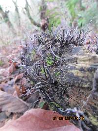 Xylaria hypoxylon image