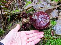 Ganoderma oregonense image