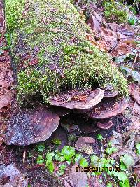 Ganoderma applanatum image