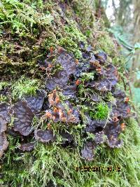 Peltigera membranacea image