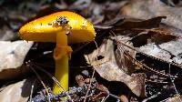 Amanita flavoconia image