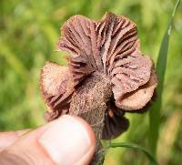 Laccaria amethysteo-occidentalis image