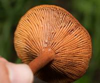 Lactarius rubidus image