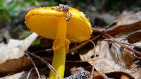 Amanita flavoconia image