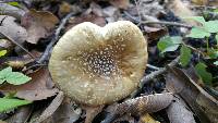 Amanita pantherina image