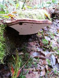 Ganoderma applanatum image