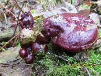 Ganoderma oregonense image