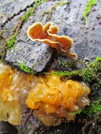 Tremella aurantia image