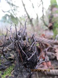 Xylaria hypoxylon image