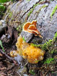 Tremella aurantia image