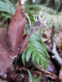 Xylaria hypoxylon image