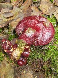 Ganoderma oregonense image