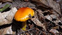 Amanita flavoconia image