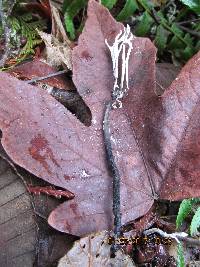 Xylaria hypoxylon image