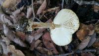 Amanita pantherina image