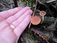 Tubaria furfuracea image