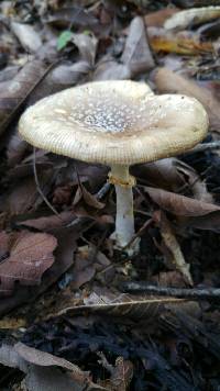 Amanita pantherina image