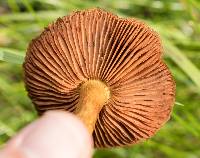 Cortinarius thiersii image