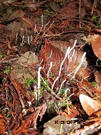 Xylaria hypoxylon image