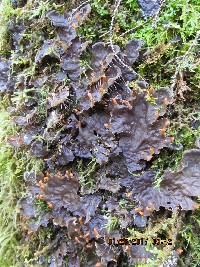 Peltigera membranacea image