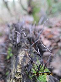 Xylaria hypoxylon image