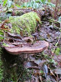 Ganoderma applanatum image