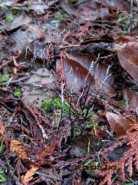 Xylaria hypoxylon image