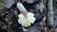 Russula olivacea image