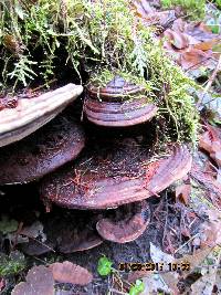 Ganoderma applanatum image