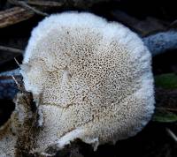 Trametes versicolor image