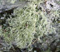 Ramalina farinacea image