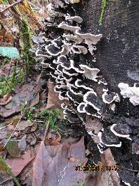 Trametes versicolor image