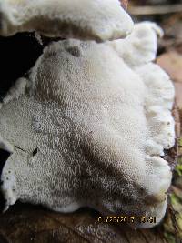 Trametes versicolor image