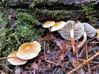 Hypholoma capnoides image