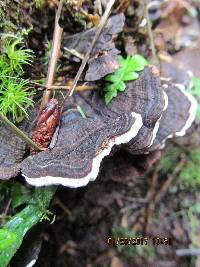 Trametes versicolor image